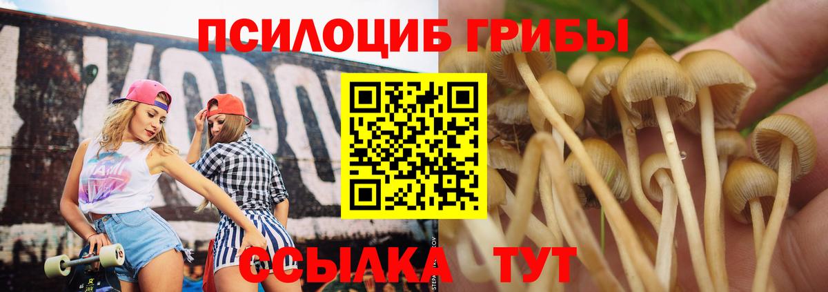Тара  сколько стоит  Вход с VPN  Псилоцибиновые грибы мицелий 